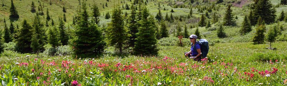 Alpine Meadows in Jasper National Park