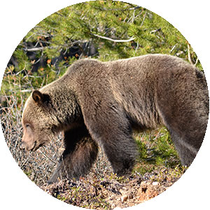 nature talks in Jasper National Park